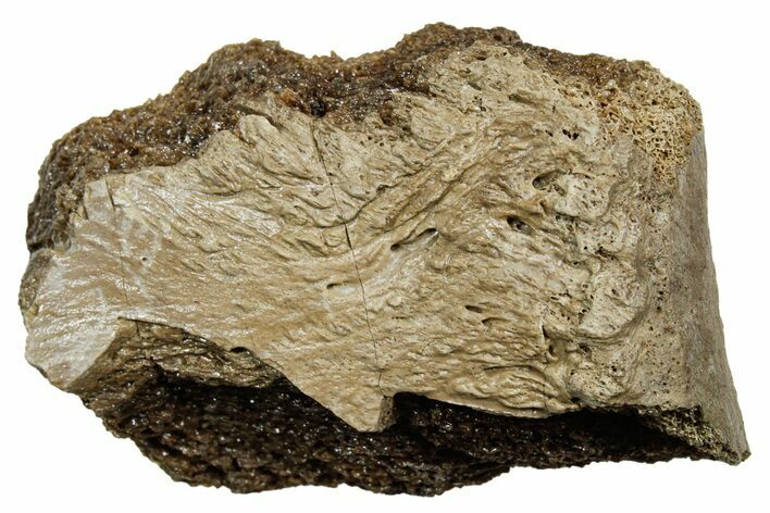 Fossil Tyrannosaur (T rex) Vertebra Section - Wyoming #350466